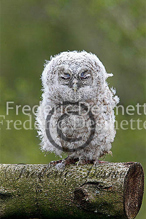 Tawny owl 31 (Strix aluco)