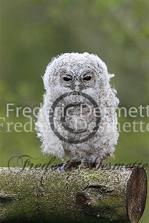 Tawny owl 32 (Strix aluco)