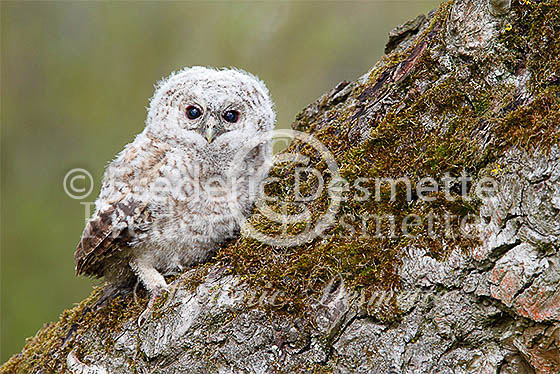 Tawny owl 36 (Strix aluco)