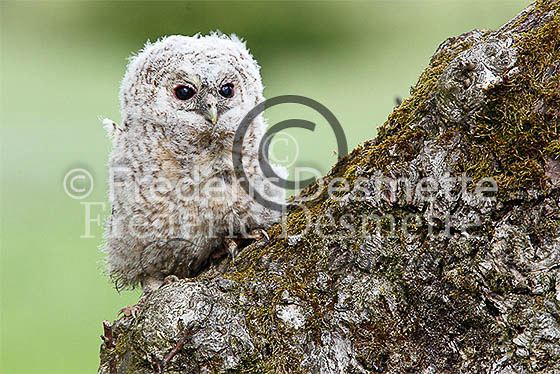 Tawny owl 30 (Strix aluco)