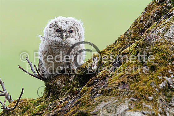 Tawny owl 29 (Strix aluco) (2)