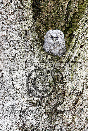 Tawny owl 26 (Strix aluco) (2)
