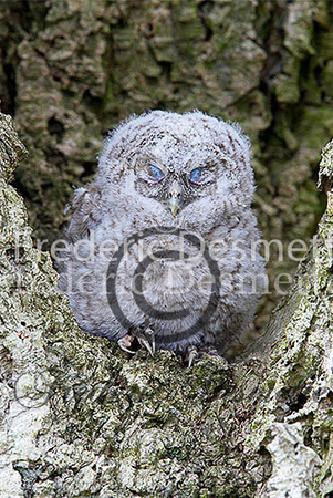 Tawny owl 35 (Strix aluco)