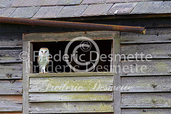Barn owl  116 (Tyto alba)