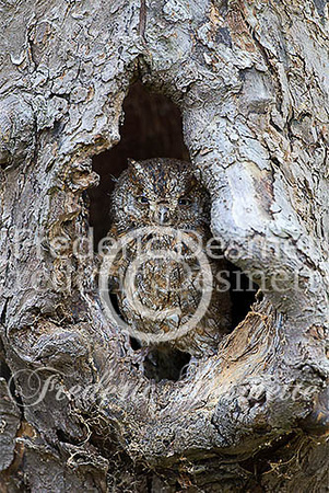 Scops owl 7 (Otus scops)