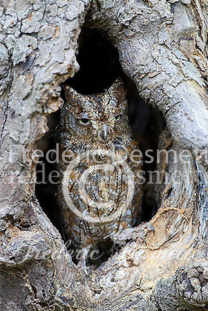 Scops owl 13 (Otus scops)
