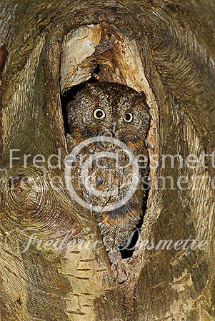 Scops owl 11 (Otus scops)