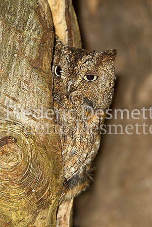 Scops owl 14 (Otus scops)