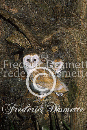 Barn owl 125 (Tyto alba)