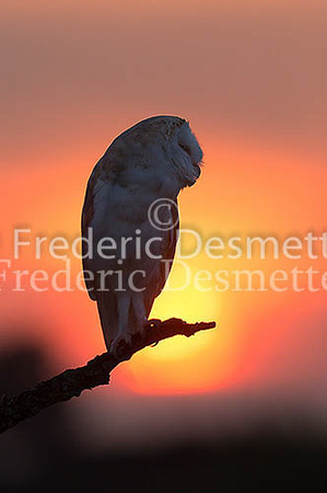 Barn owl 138 (Tyto alba)