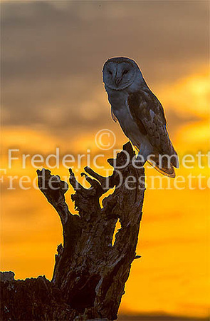 Barn owl 158 (Tyto alba)