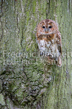 Tawny owl 40 (Strix aluco)