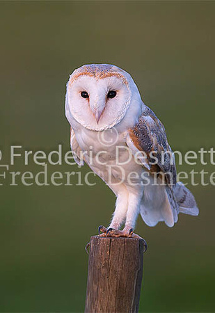 Barn owl 161 (Tyto alba)