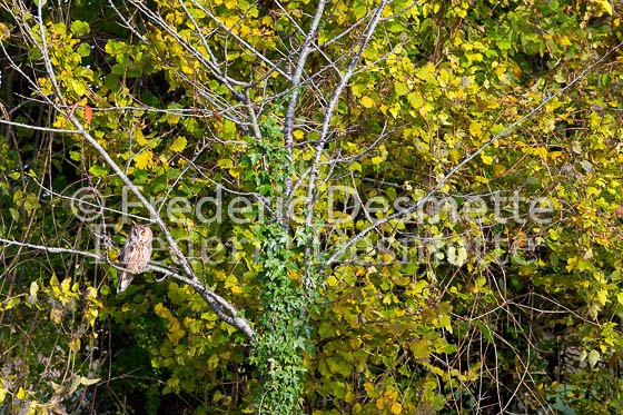 Long eared owl 65 (Asio otus)