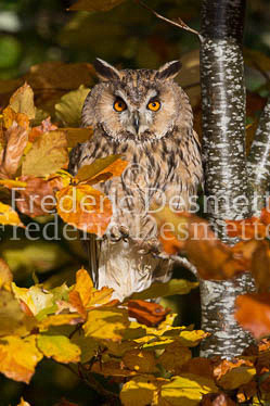 Long eared owl 63 (Asio otus)