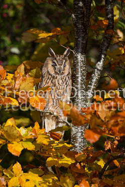 Long eared owl 74 (Asio otus)
