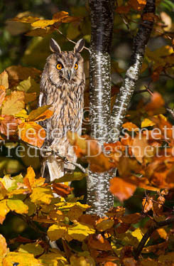 Long eared owl 75 (Asio otus)