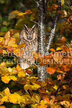 Long eared owl 73 (Asio otus)