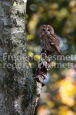 Tawny owl 38 (Strix aluco)