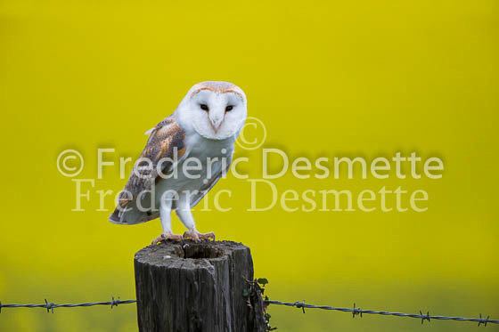 Barn owl 182 (Tyto alba)