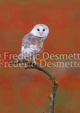 Barn owl 195 (Tyto alba)