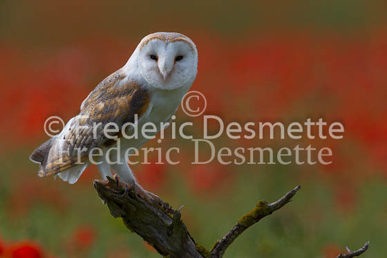 Barn owl 211 (Tyto alba)