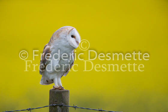 Barn owl 213 (Tyto alba)