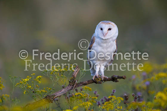 Barn owl 218 (Tyto alba)