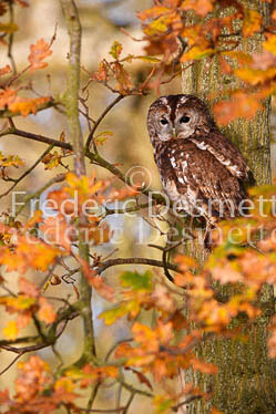 Tawny owl 62 (Strix aluco)