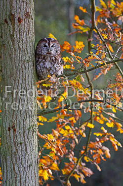Tawny owl 61 (Strix aluco)