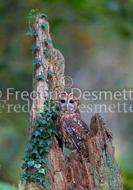 Tawny owl 65 (Strix aluco)