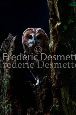 Tawny owl 78 (Strix aluco)