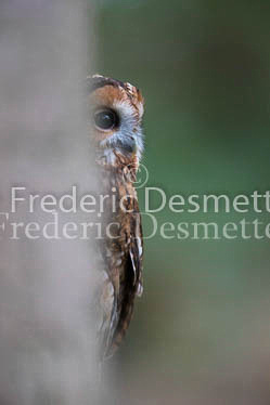 Tawny owl 63 (Strix aluco)