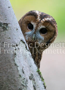 Tawny owl 74 (Strix aluco)