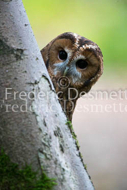 Tawny owl 73 (Strix aluco)