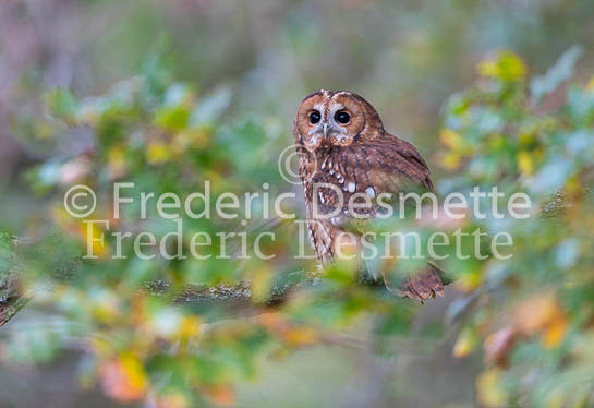 Tawny owl 72 (Strix aluco)