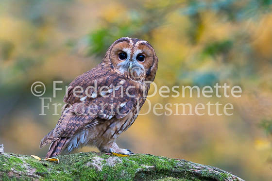 Tawny owl 71 (Strix aluco)