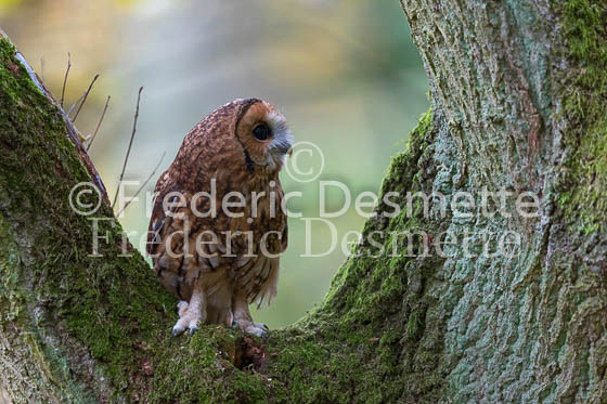 Tawny owl 77 (Strix aluco)