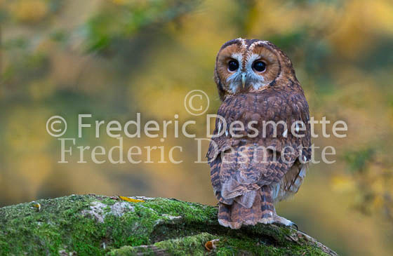 Tawny owl 70 (Strix aluco)