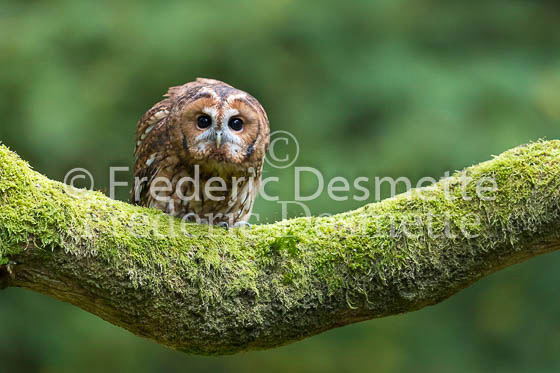 Tawny owl 69 (Strix aluco)