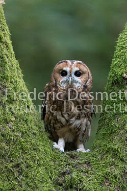 Tawny owl 68 (Strix aluco)
