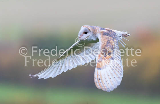 Barn owl 226 (Tyto alba)