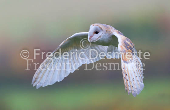 Barn owl 225 (Tyto alba)