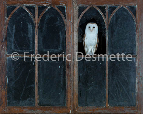Barn Owl (Tyto Alba)-231