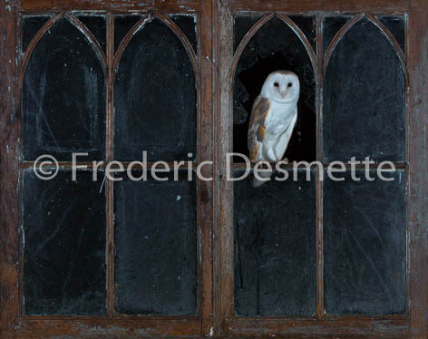 Barn Owl (Tyto Alba)-233