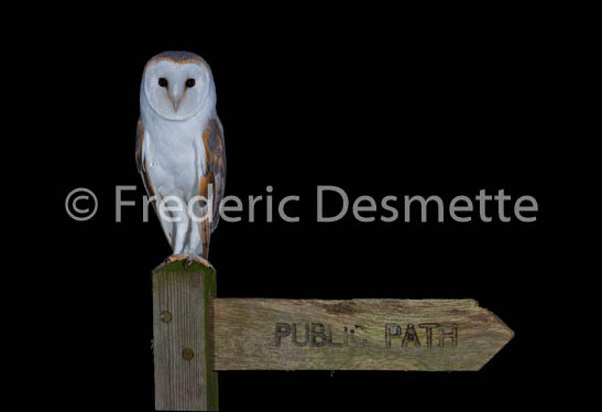 Barn Owl (Tyto Alba)-236