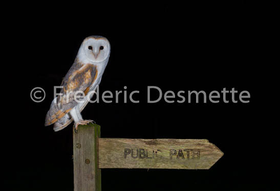 Barn Owl (Tyto Alba)-237