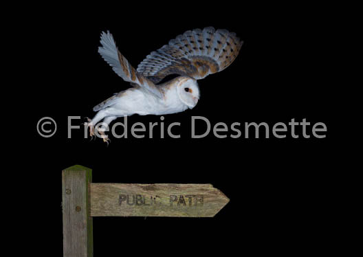 Barn Owl (Tyto Alba)-239
