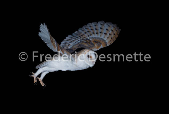 Barn Owl (Tyto Alba)-238