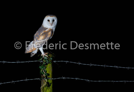 Barn Owl (Tyto Alba)-240